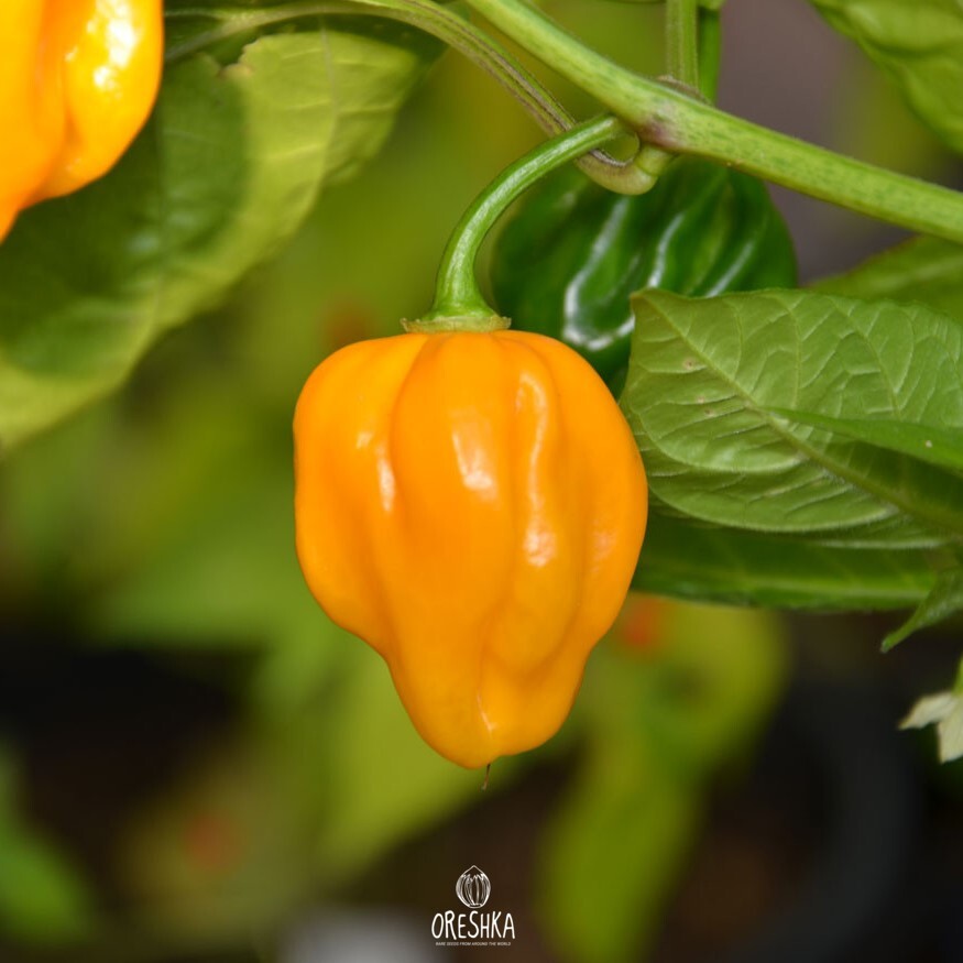 Seeds of Hot pepper Congo trinidad yellow (Capsicum) — 5 pcs