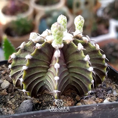 Seeds of Cactus Gymnocalycium friedrichii LB-2178 (Gymnocalycium friedrichii LB-2178) — 10 pcs