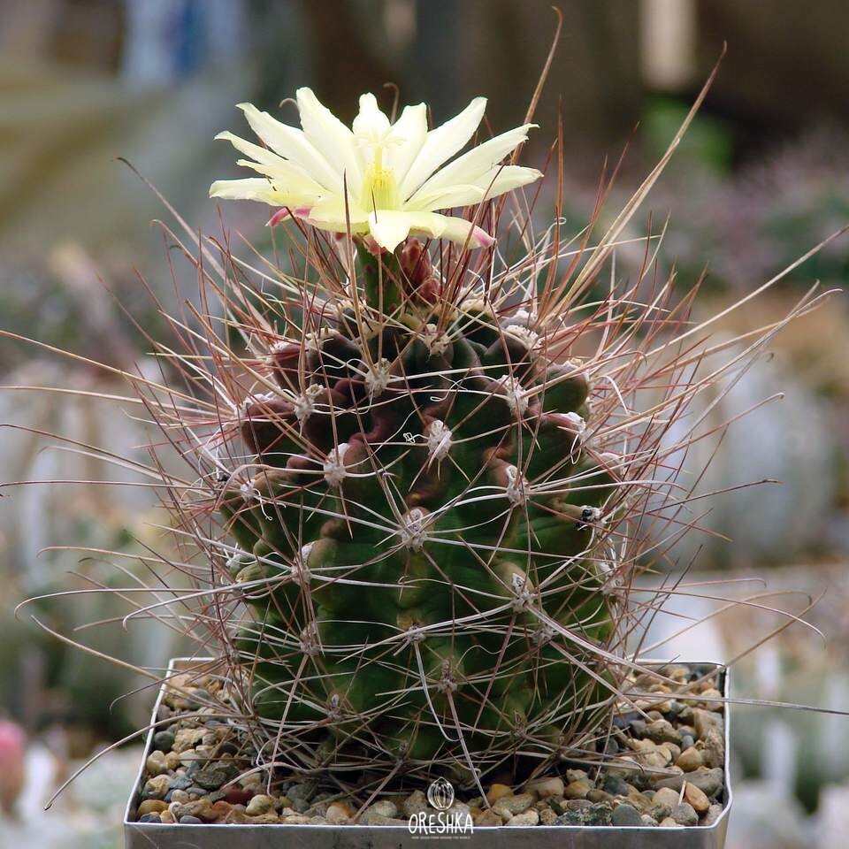 Seeds of Cactus Hamatocactus longihamatus (Hamatocactus longihamatus) — 10 pcs