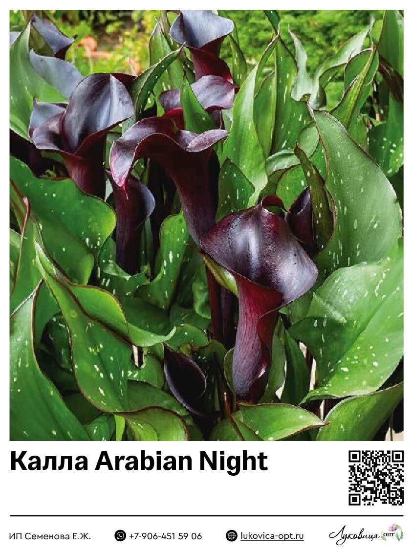 Калла Arabian Night