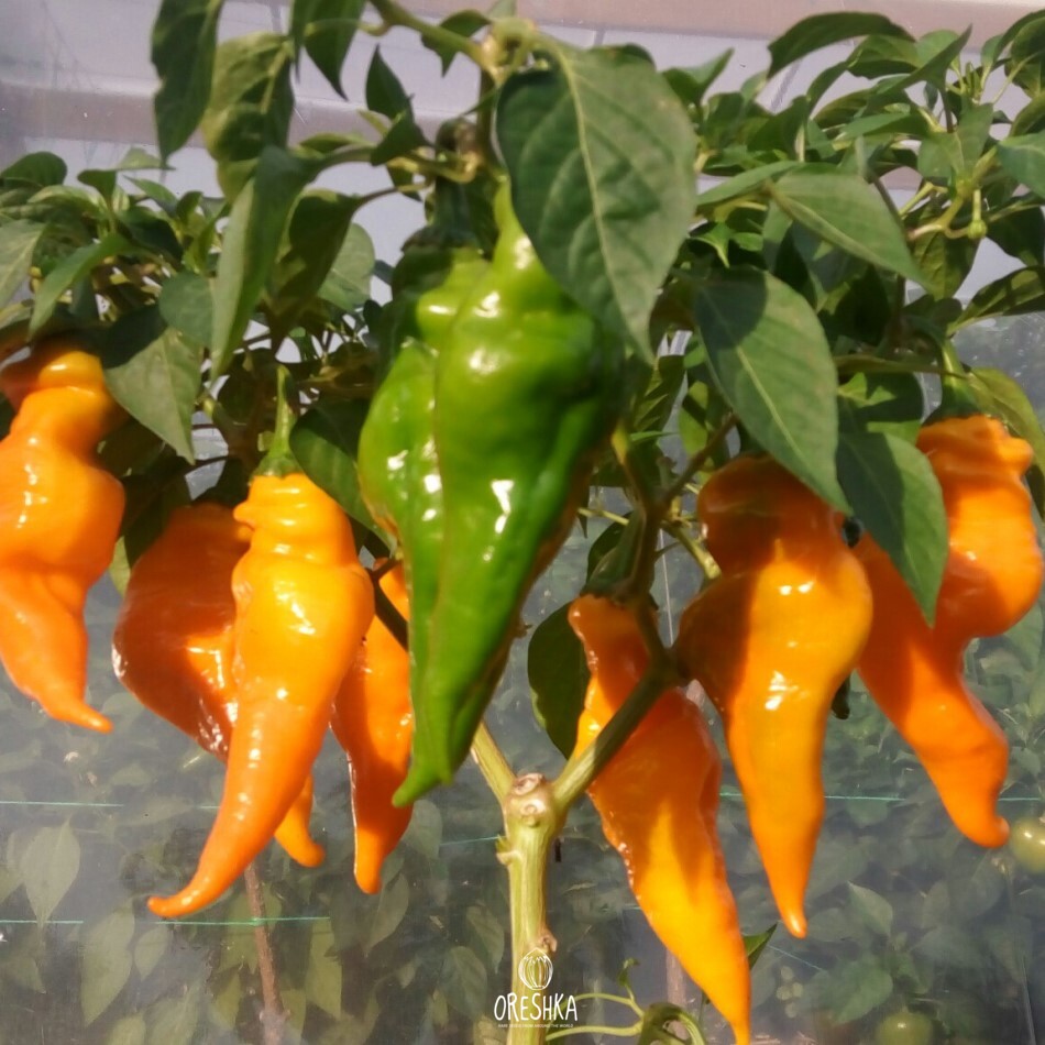 Seeds of Hot pepper Monkey Face Yellow (Capsicum)