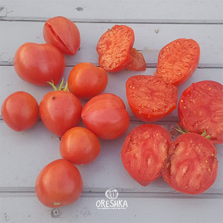 Japanese tomato truss 5-7 fruits ripening crimson vine