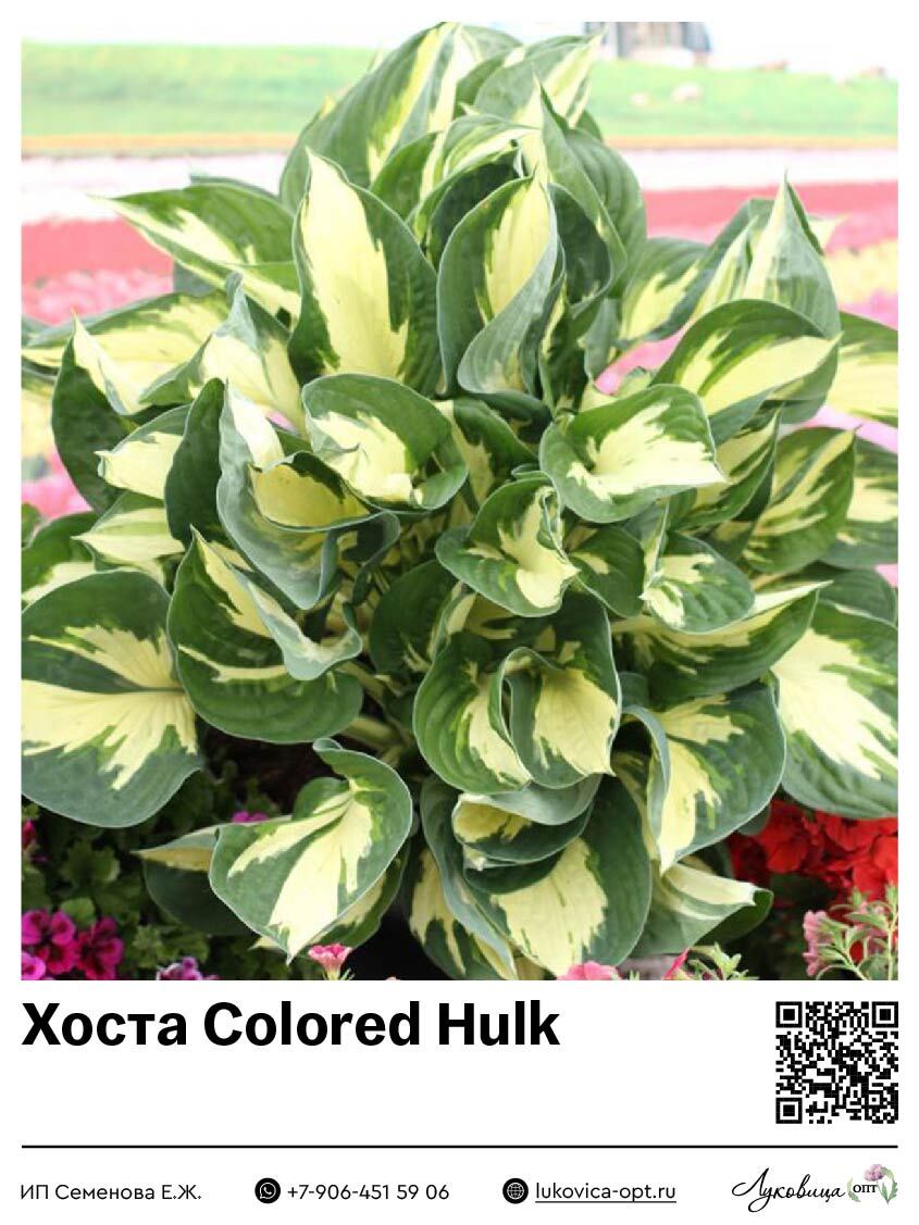 Хоста Colored Hulk