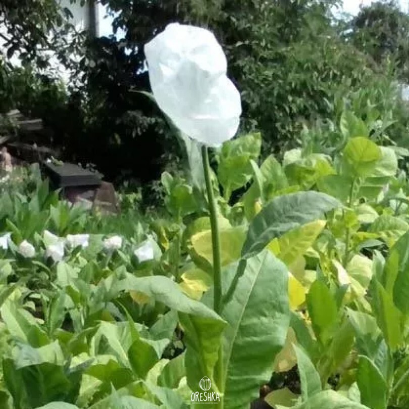 Seeds of Tobacco okinawa (Nicotiana tabacum) — 300 pcs