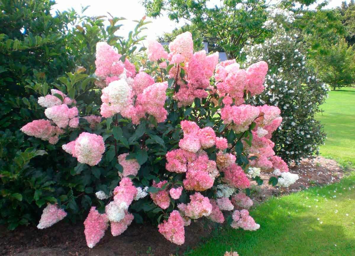 Гортензия ванила фрайз метельчатая описание и фото Гортензия ванила фрайз метельчатая описание и фото