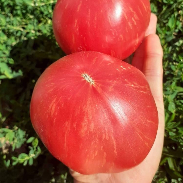 Seeds of Tomato Kozula 203/1 (solanum lycopersicum) — 10 pcs