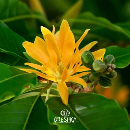 Seeds of Magnolia Champaca — 5 pcs