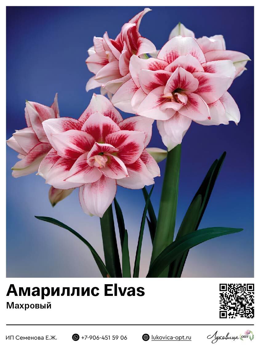 Амариллис Elvas (Махровый)