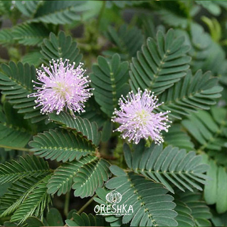 Seeds of Mimoza pundica — 15 pcs