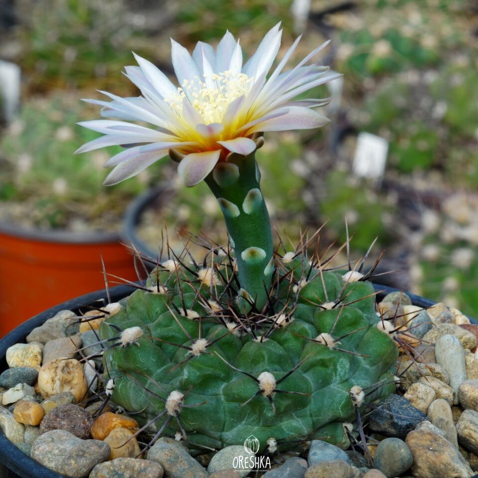 Seeds of Cactus Gymnocalycium borthii GN 1075/3935 (Gymnocalycium borthii GN 1075/3935) — 10 pcs