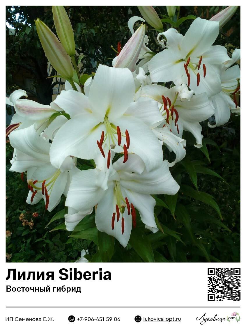 Лилия Siberia (Восточный [ориентальный] гибрид)
