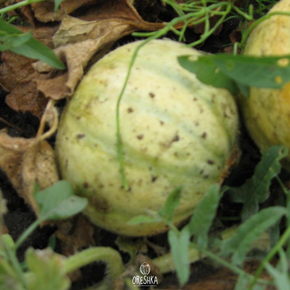 Seeds of Melon watermelon — 10 pcs