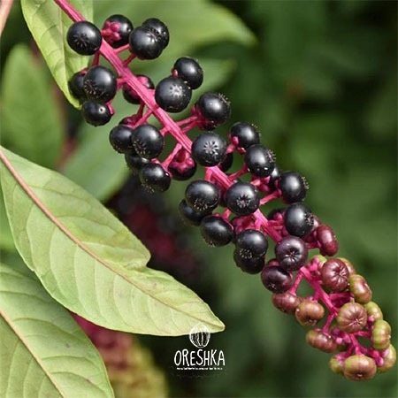 Seeds of American pokeweed (Phytolacca decandra) — 25 pcs