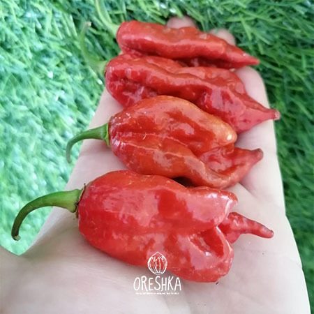 Seeds of Hot pepper Naga Tiger (Capsicum) — 5 pcs