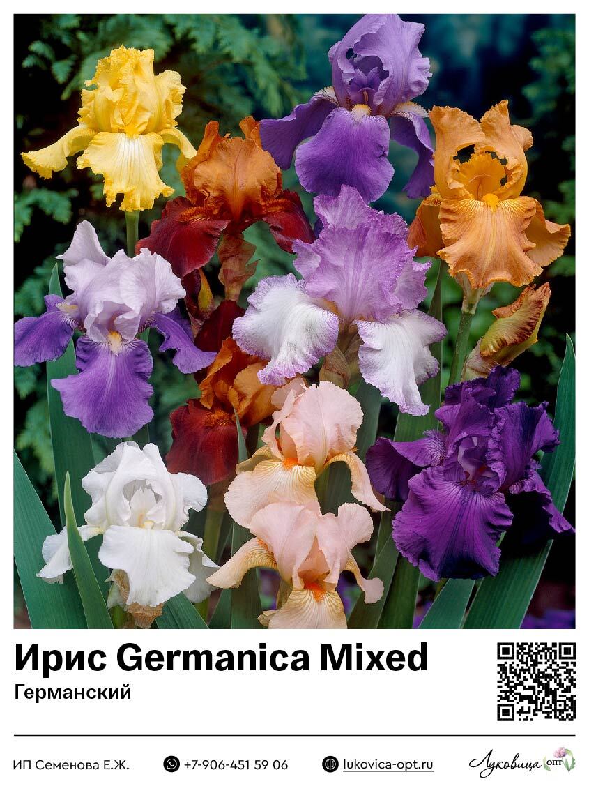 Ирис Germanica Mixed (Германский) 1 шт