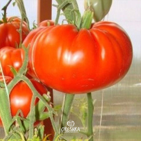 Seeds of Tomato Carol Chyko's Big Paste (solanum lycopersicum) — 10 pcs