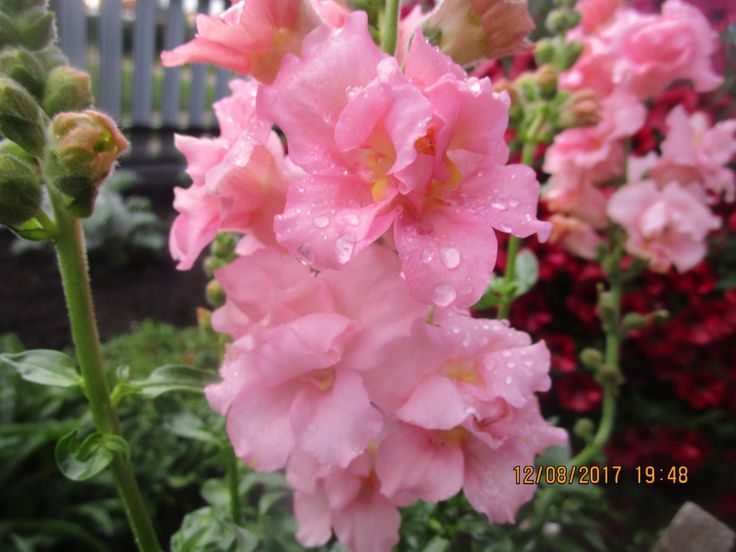 Львиный зев махровый Мадам Баттерфляй Пинк - Syngenta seeds