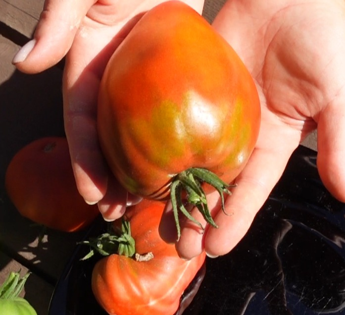 купить семена томата ШОКОЛАДНОЕ СЕРДЦЕ РЕЙНХАРДА (Reinhard Chokolate Heart)