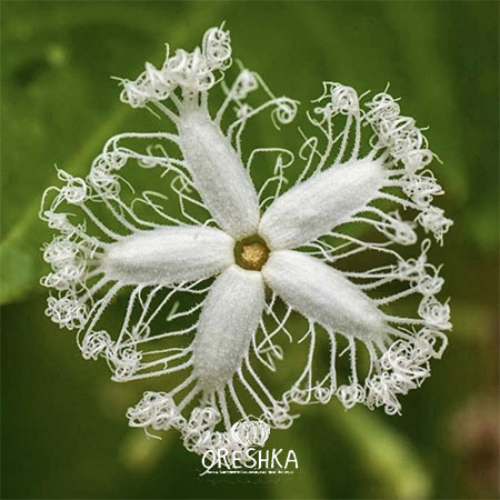 Climbing Plant & Liana Seeds — Oreshka Seeds