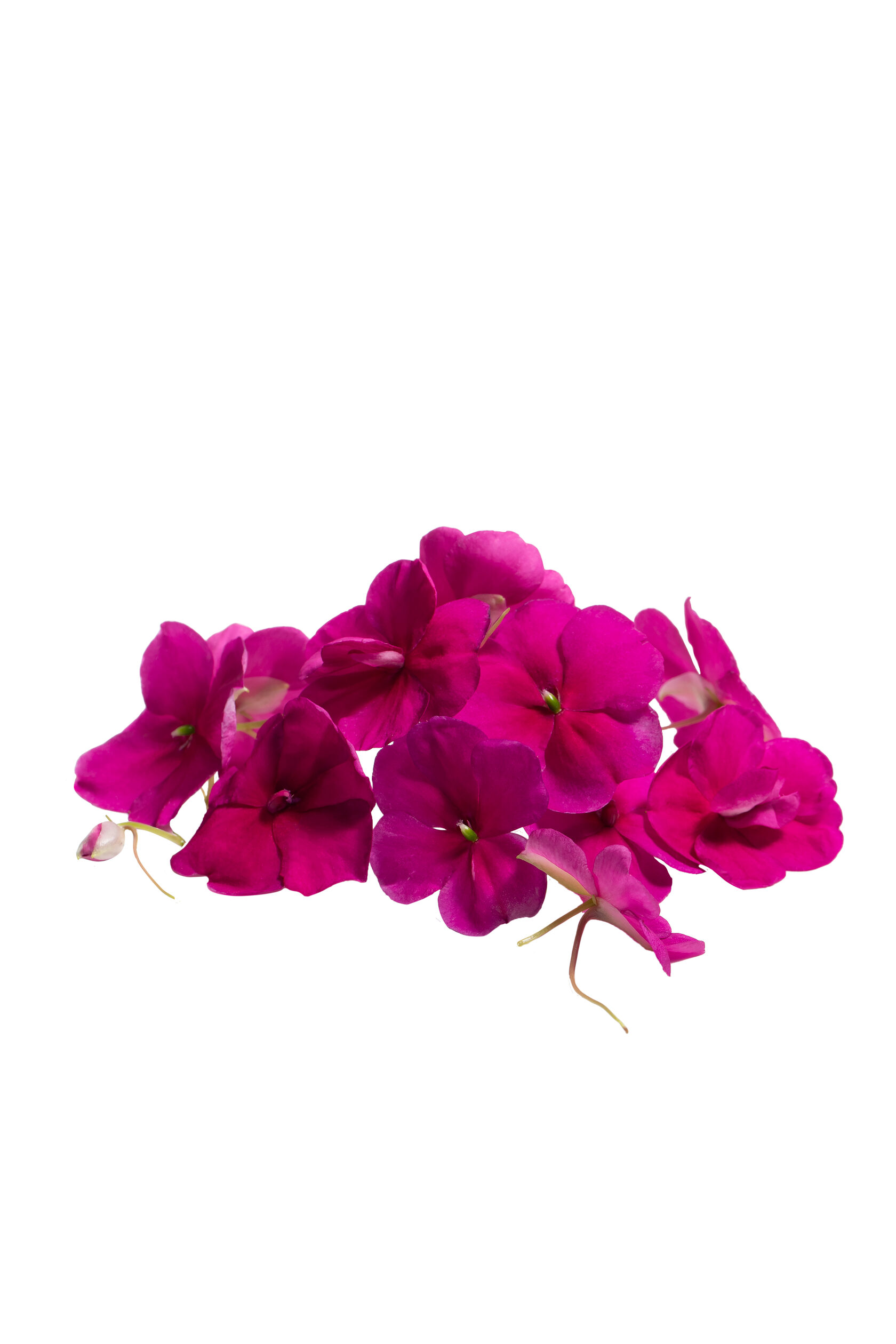 Balsamina Edible Flowers