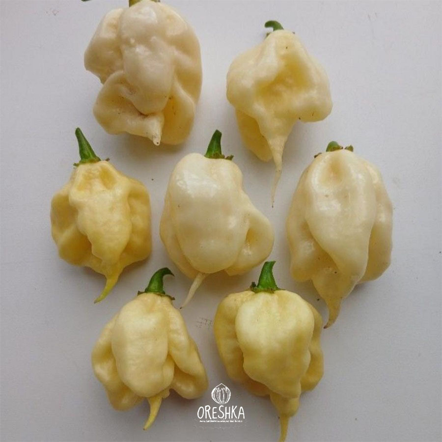 Seeds of Hot pepper Carolina Reaper White (Capsicum) — 5 pcs