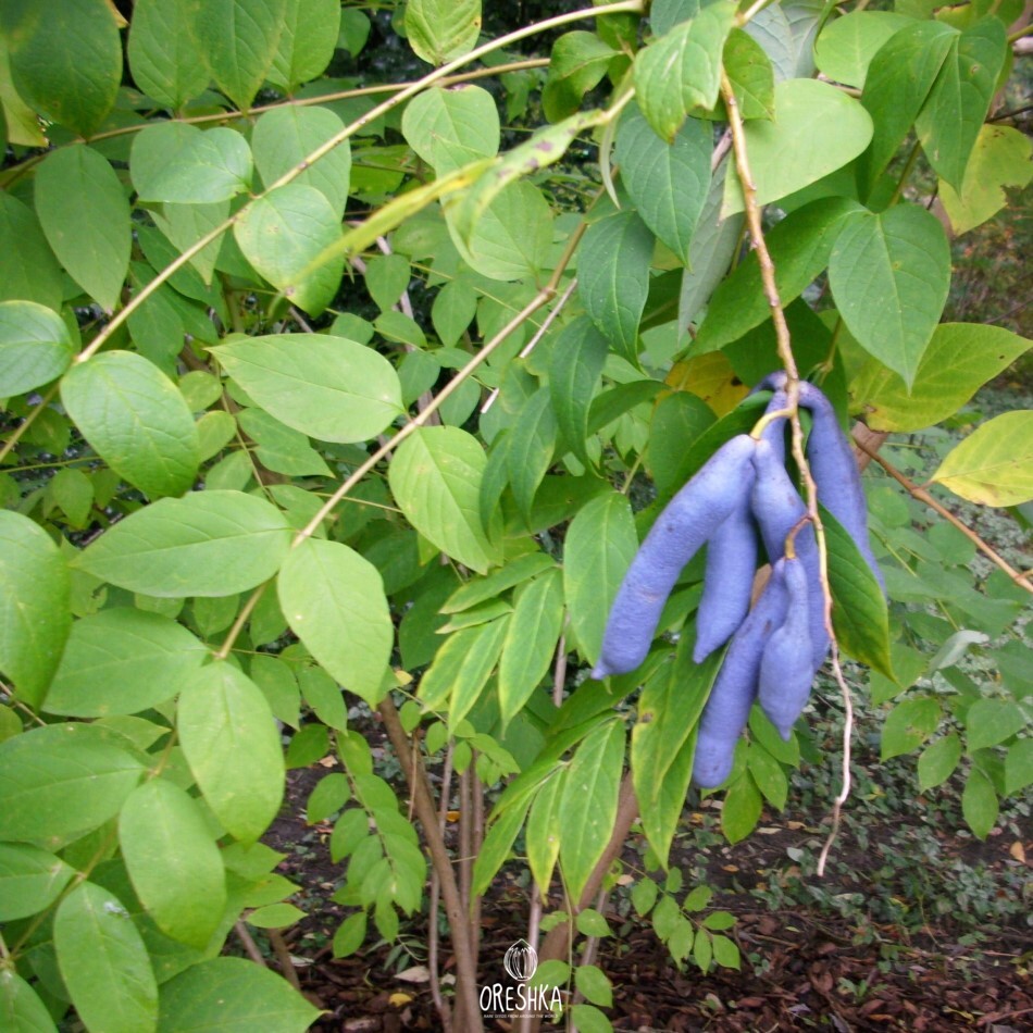 Seeds of Decaisnea fargesii (Decaisnea fargesii) — 3 pcs