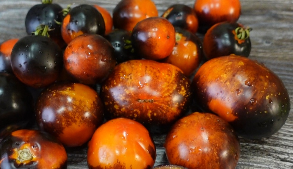 купить семена томата ГОЛУБОЕ ЗОЛОТО (Blue Gold)