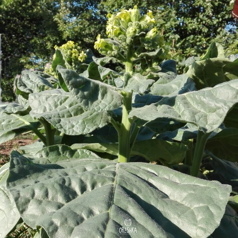 Seeds of Tall green shag (Nicotiana tabacum) — 300 pcs