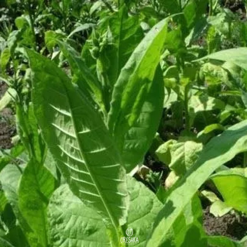 Seeds of Tobacco kaloi 51 (Nicotiana tabacum) — 300 pcs