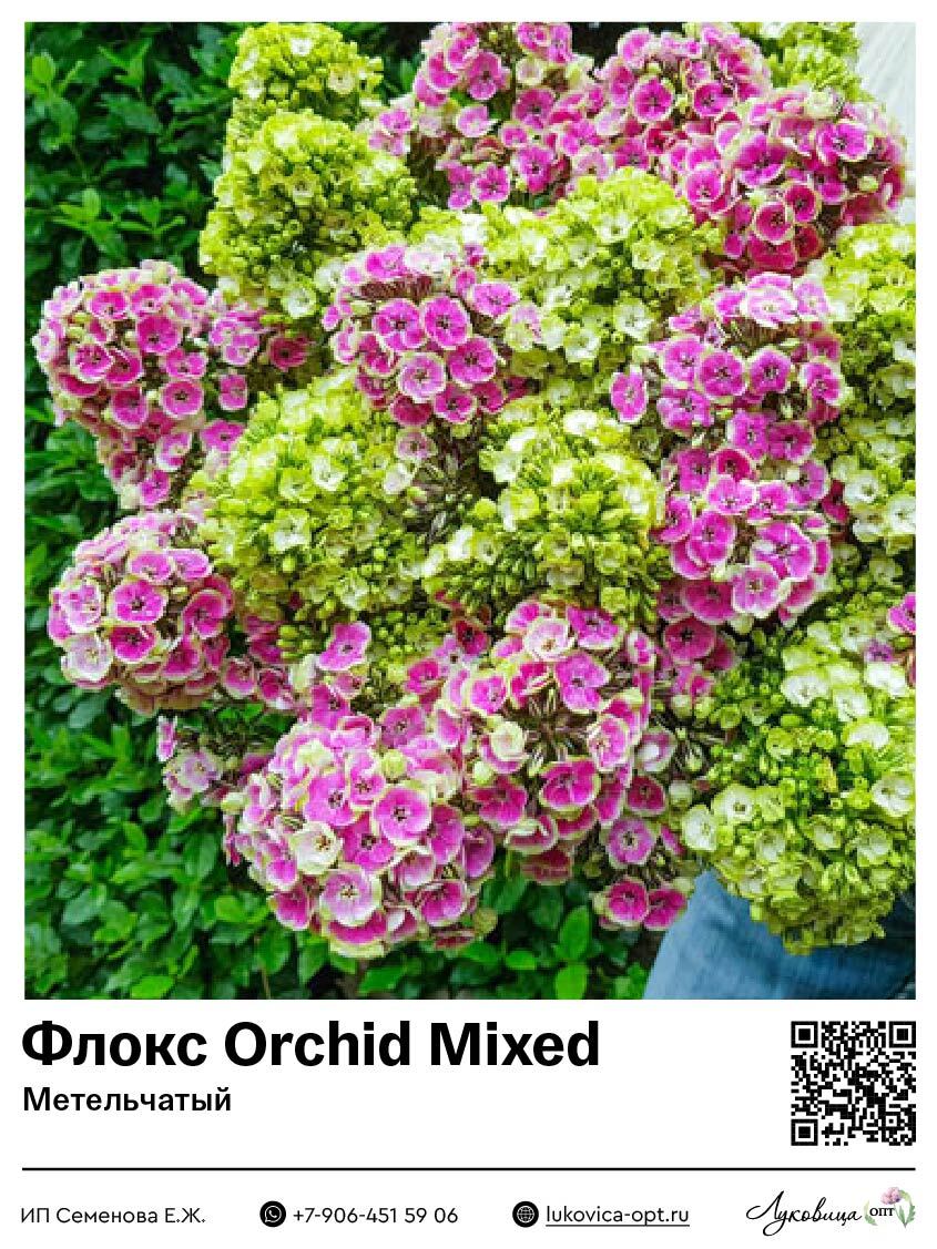 Флокс Orchid Mixed (Метельчатый) 1 шт