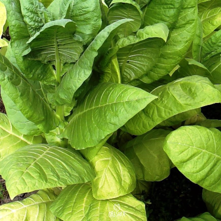 Seeds of Adjarian tobacco (Nicotiana tabacum) — 300 pcs