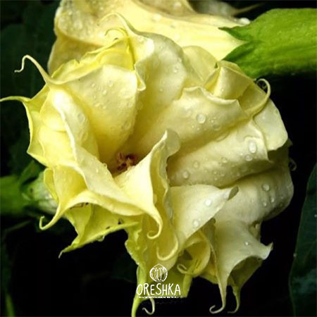 Seeds of Datura yellow terry — 10 pcs