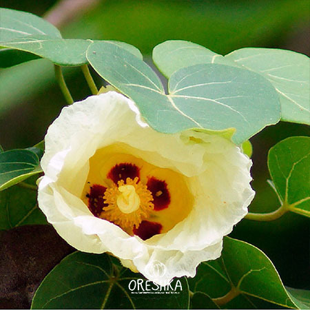 Seeds of Thespesia populnea — 5 pcs