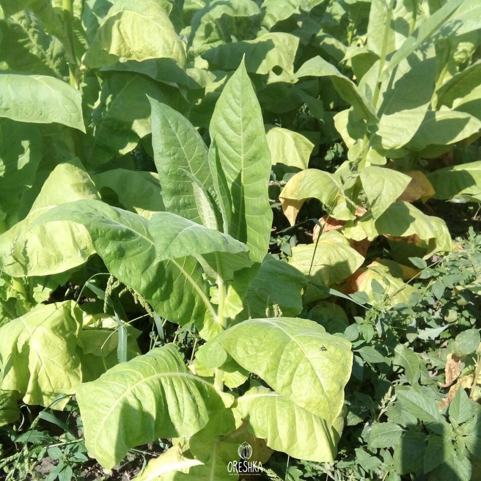 Seeds of Tobacco stolac 17 (Nicotiana tabacum) — 300 pcs