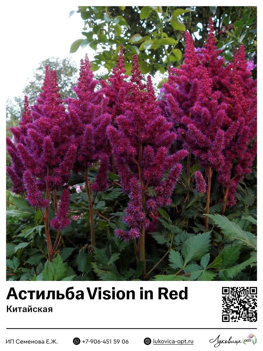 Астильба Vision in Red (Китайская) 1 шт