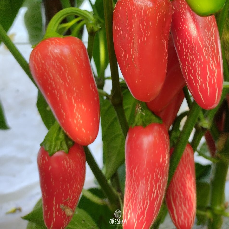 Seeds of Hot pepper Jalapeno Senorita (Capsicum) — 5 pcs