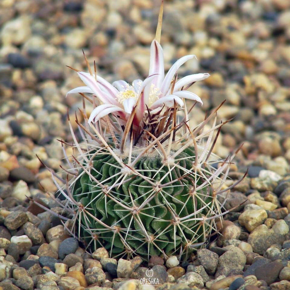 Seeds of Cactus Echinofossulocactus erectocentrus MK 121.391 (Echinofossulocactus erectocentrus MK 121.391) — 10 pcs