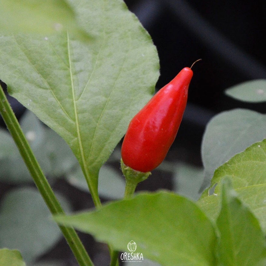 Seeds of Hot pepper Inca lost (Capsicum)