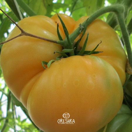 Seeds of Tomato Kentucky Kebin (solanum lycopersicum) — 10 pcs
