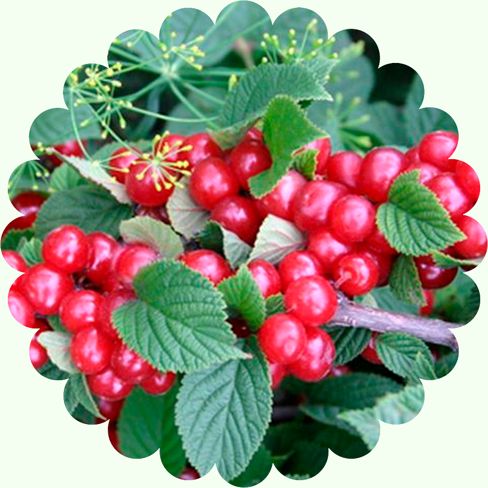 Вишня войлочная Алиса