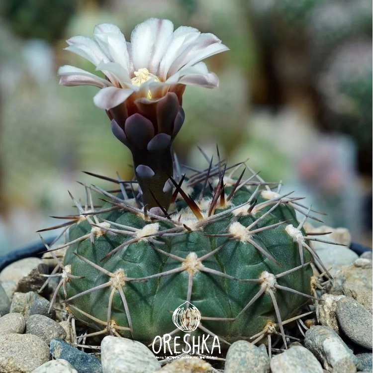 Seeds of Cactus Gymnocalycium mix (Gymnocalycium mix) — 10 pcs