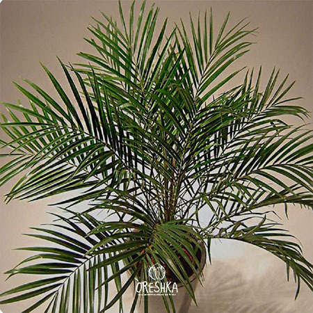 Seeds of Phoenix acaulis — 5 pcs