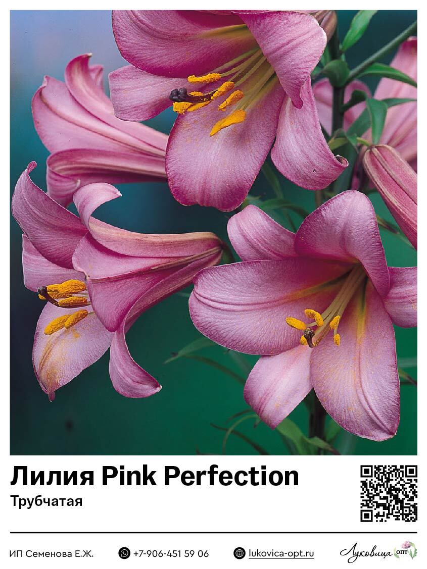 Лилия Pink Perfection (Трубчатая)