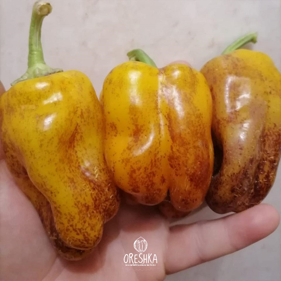 Violgo pepper cut open juicy sweet flesh 7mm wall thickness