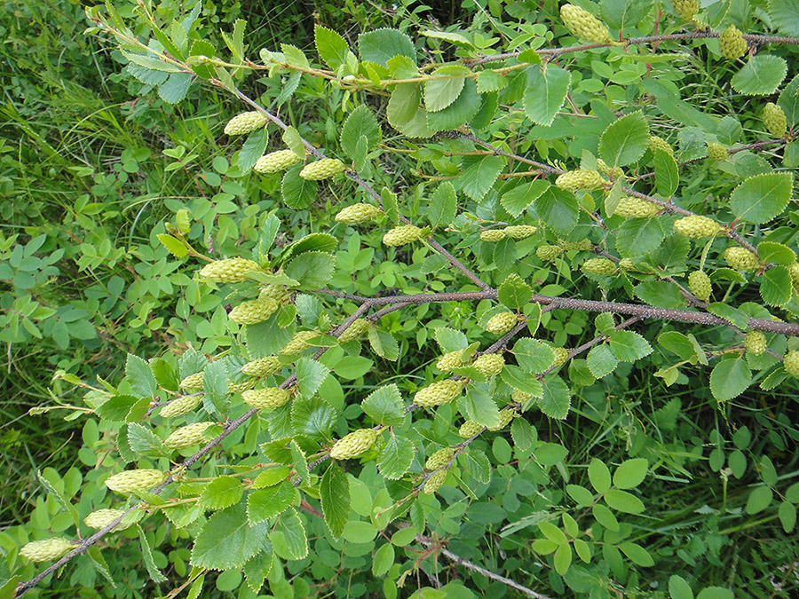 Береза приземистая. Берёза кустарниковая Ерник. Betula fruticosa. Береза кустовая "Betula fruticosa". Берёза кустпарниковая.
