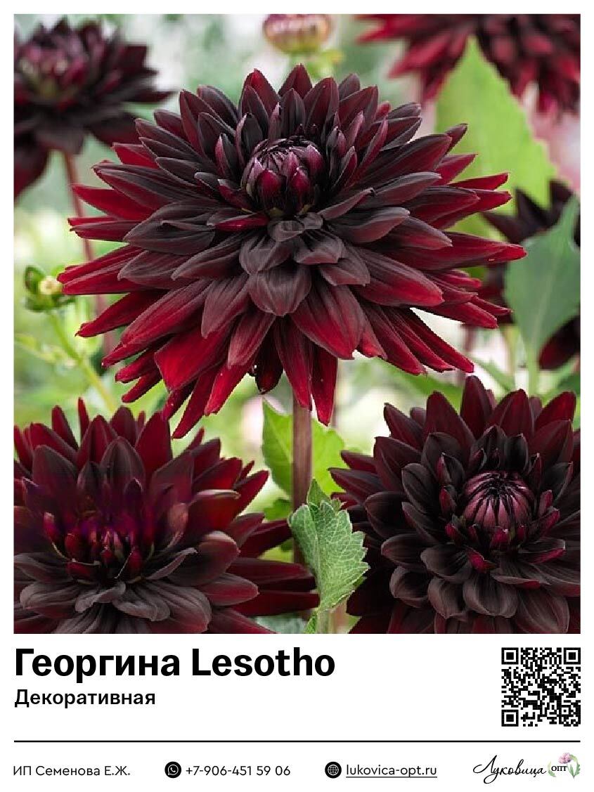 Георгина Lesotho / Superblack (Декоративная) 1 шт