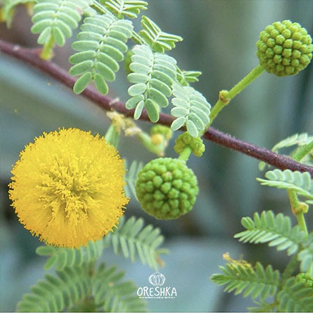 Seeds of Acacia nilotica — 15 pcs