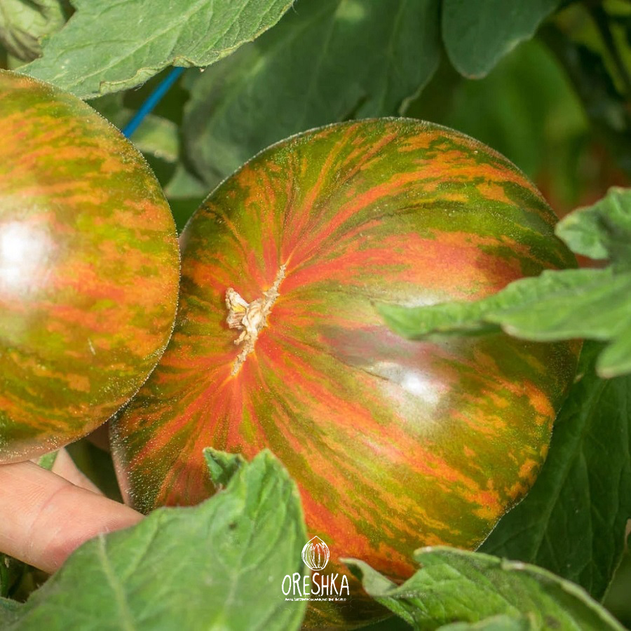 Seeds of Tomato Kozula 72 (solanum lycopersicum) — 10 pcs