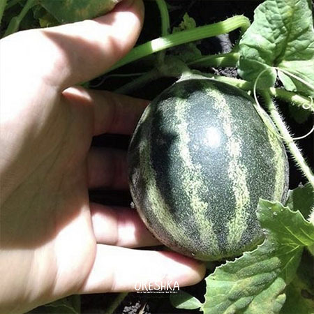 Vietnamese melon dried slices dehydrated preserve snack