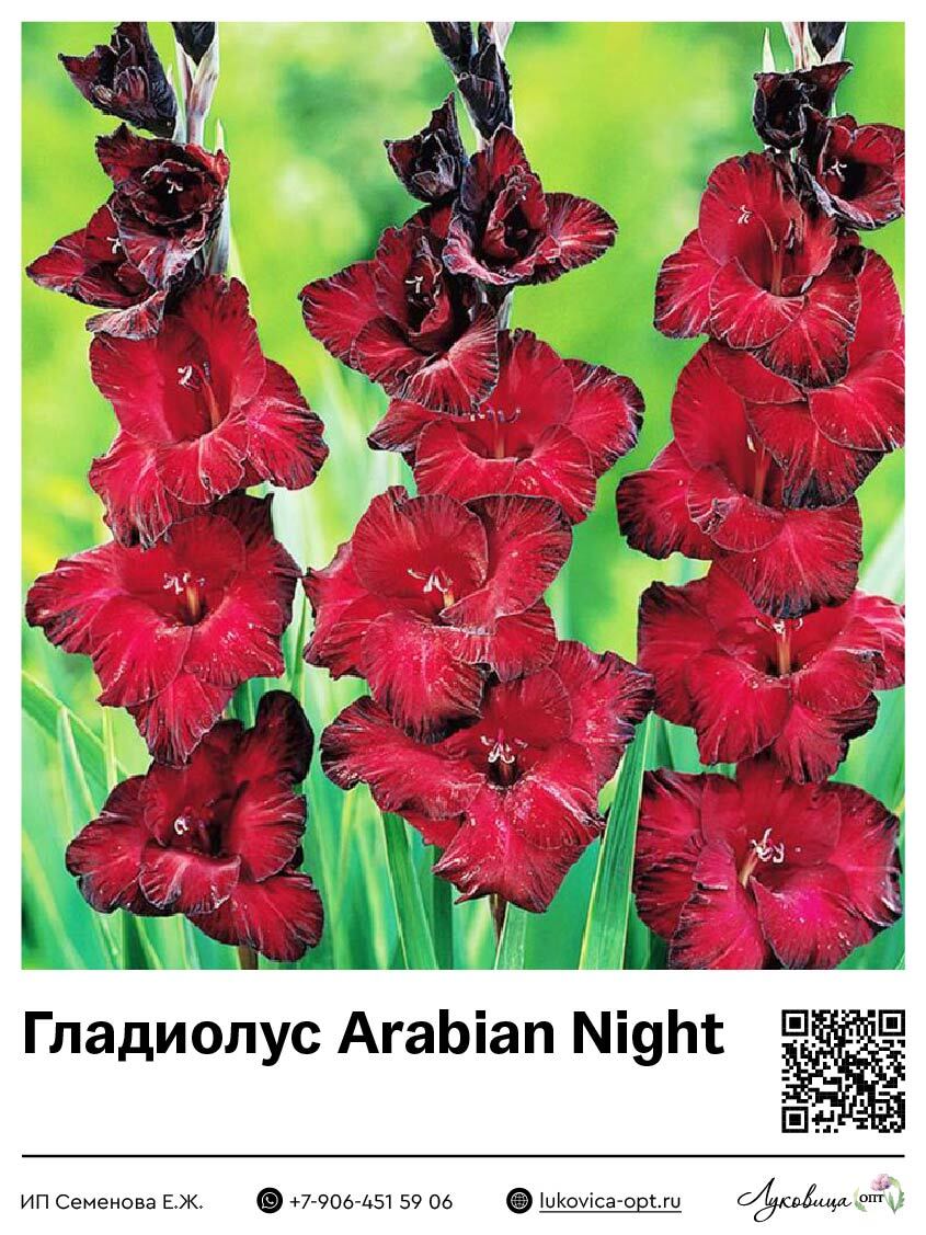 Гладиолус Arabian Night 5 шт